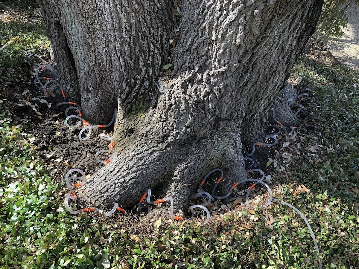 Detailed Tree Cabling and Bracing job site in Sabula