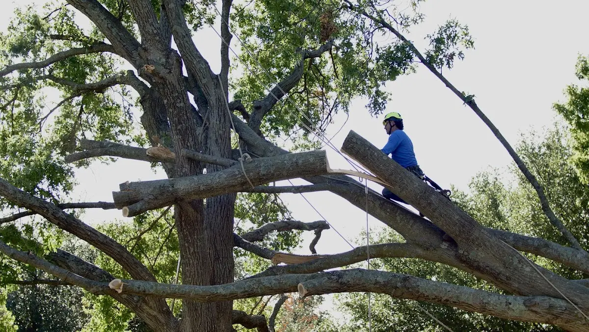 Professional Crown Thinning performed by certified arborists in Sabula