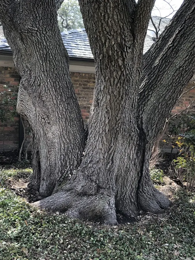 Mature heritage tree close to a Sabula property cared for by certified arborists